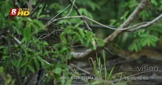 Nile monitor standing, sinous walk, hunting while its long forked tongue senses food and.