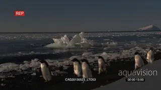 Adelie Penguins walking on beach following each other WS HAND