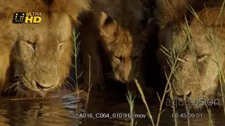 Two Male African Lion and two cubs crouching while drinking water.