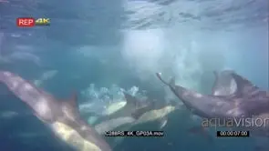 A bait ball of Sardines and Common dolphins in action UW
