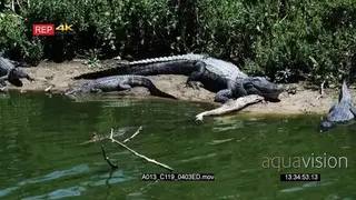 American Alligators laying down on riverbank and flocks of Roseated Spoonbills and Great.