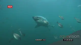 A pair of Great white sharks gently swimming underwater in ocean passing through school.