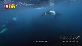 Close-up Orca Killer Whale hunting herring in noway CU UW