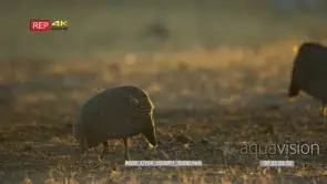 Helmeted guineafowl feeding in a dusty dry rocky landscape