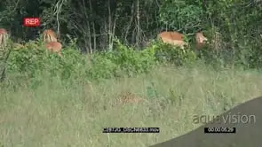 Male Leopard Hunting and Scouting on a herd of Impala Grazing on Long thick Grass