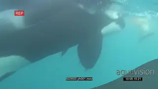 Killer Whale Orca killing common dolphin UW