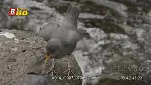 Dipper on a rock calling on another dipper, feeding from its mouth and flying off frame.