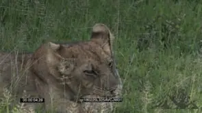 Young Lion cub Laying Down Licking and grooming its paws GREEN AmCam
