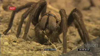 Baboon tarantula spider feeding on a prey SCENIC