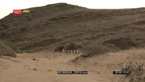Desert elephant two bulls walking in the dry Hoanib riverbed beside rocky dunes