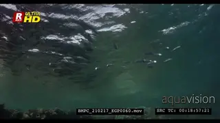 A Tracking shot of a school of Striped Mackerels hunting for food with their mouth open.
