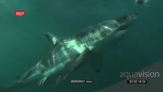 A Great white sharks gently swimming underwater in ocean passing by camera and through.