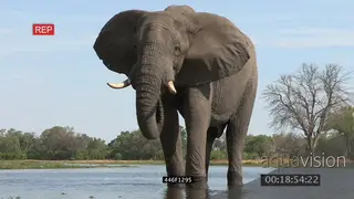 A bull African elephant drinking at river in the Okavango Delta