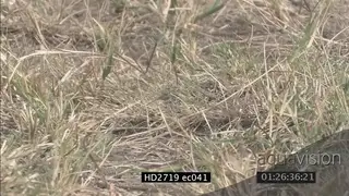 Mozambique Spitting Cobra crawling through grass and looking around MLS PAN ZI MS