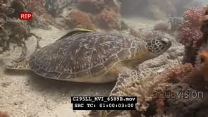 Hawksbill sea turtle resting on reef UW