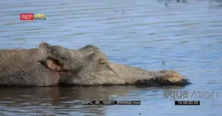 Hippo fast asleep in water CU