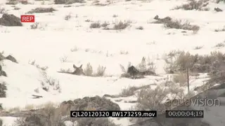 Elk Antelope and Gray Wolf laying down on prairie during snow fall WS