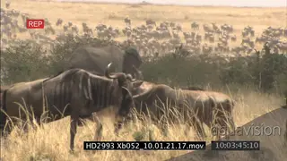 Massive Wildebeest herd walking in fore and background on bushveld with African Elephant.