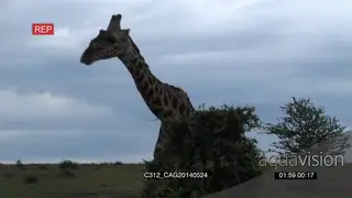 Giraffe standing on bushveld grazing then looking around CU LS ZI ZO TU HAND
