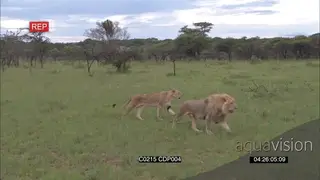 African Male Lion Walking around the grassland and the Lioness Attacks and chases the…