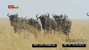 Wildebeest herd running towards camera ms