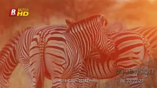 Herd of Zebra standing, feeding on grass and mating.