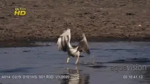 Pink-backed pelican flapping wings, skimming.