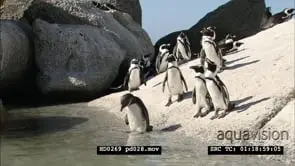 African Penguins at Boulders beach