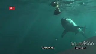 Great white shark gently swimming underwater in ocean passing bait line and turning back.
