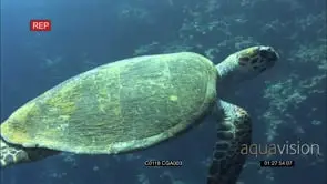 Loggerhead Turtle Swimming in the Reef