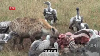 Black-backed jackal running across sneaking attempting to steal scraps from Spotted.