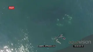 AERIAL of divers swimming with Southern right whales GOOD LIGHT