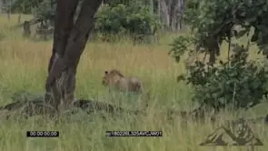 African Male Lions [2] Walking and Stalking in the Bushveld looking at the prey GOOD LIGHT