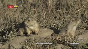 Prairie Dog standing on prairie and another coming out of hole MLS PAN