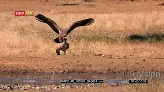 Pair of white-backed vultures trying to mate