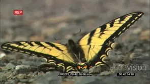 Butterflies Standing on rocks searching for food with the wings moving GOOD LIGHT
