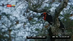 Ground hornbill on top of the tree at dawn