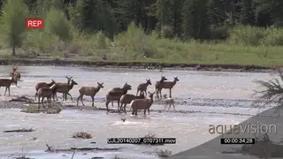 Elk Wapiti herd walking crossing a river following each other WS PAN