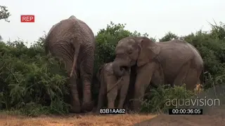 African elephants with calfs feeding of thorny bushes in rainy weather conditions