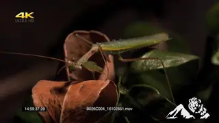 Pray Mantis on a leave MACRO