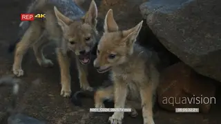Two Black-backed jackal pups play fighting on rocks