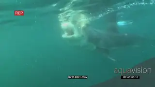 Great white shark swimming and tries to bite he bait but fails underwater in ocean.
