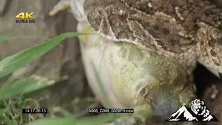 Puff Adder killing a young bullfrog CU PREDATION