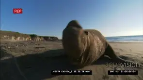 Elephant seal aggressive towards camera that is close to it, it reverses