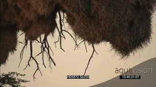 Sociable weavers flying around in out of nest chambers