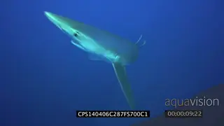 Blue Shark swimming underwater in ocean eating bait and passing by camera LS MS HAND