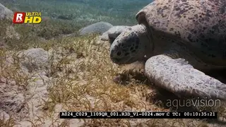 An Extreme Close Up shot of the head and shoulders of a Green Sea Tutle.