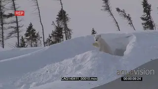 Polar Bear cub out of winter den scouting around calling for mother