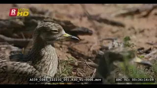 Close side view shot of the head and shoulder of a sleepy juvenile spotted thick knee bird