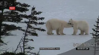 A pair of polar bears play fighting on frozen lake
